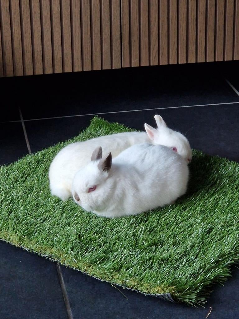 2konijnen, Meerdere dieren