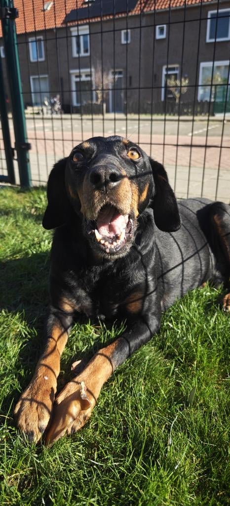 Donnie zoekt zijn gouden mandje, Dieren en Toebehoren, Honden | Niet-rashonden, 6 jaar of ouder, Reu, Parvo, Eén hond