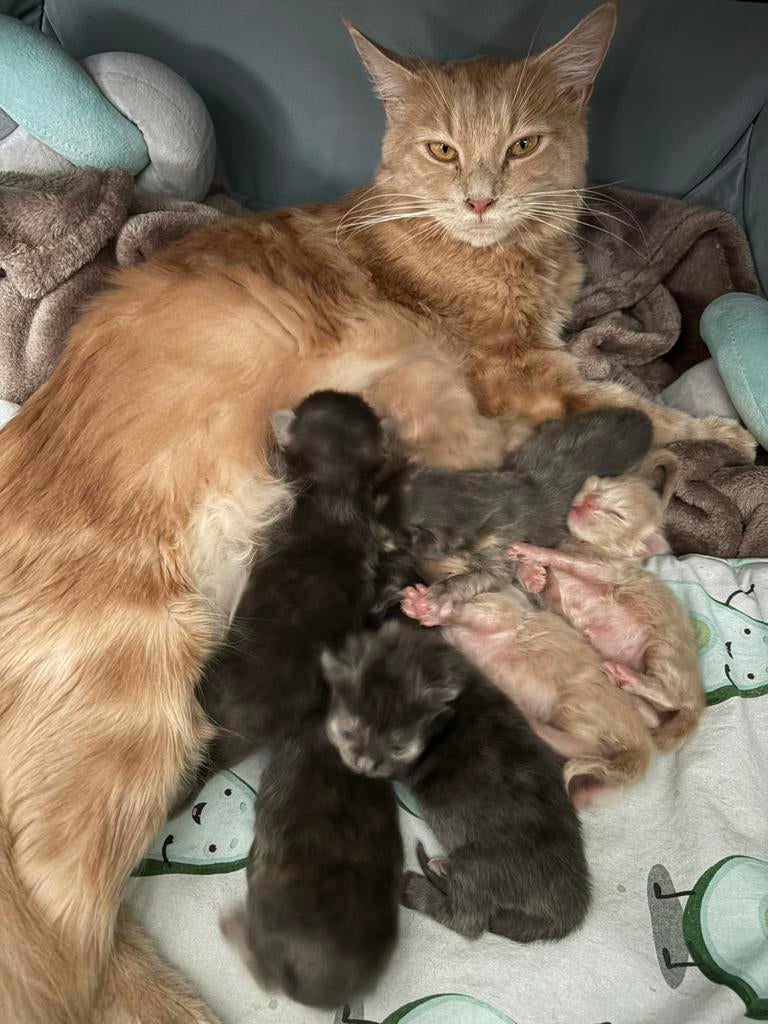 Maine coon kittens, Meerdere dieren, Ingeënt