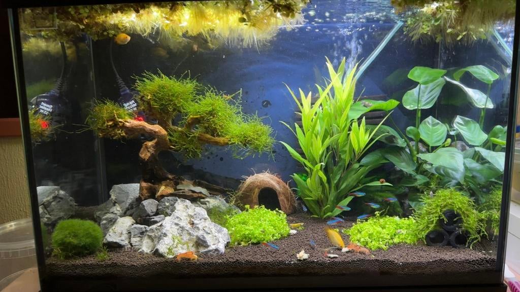 Aquarium 60L, Dieren en Toebehoren, Vissen | Aquaria en Toebehoren, Ophalen of Verzenden, Zo goed als nieuw, Leeg aquarium