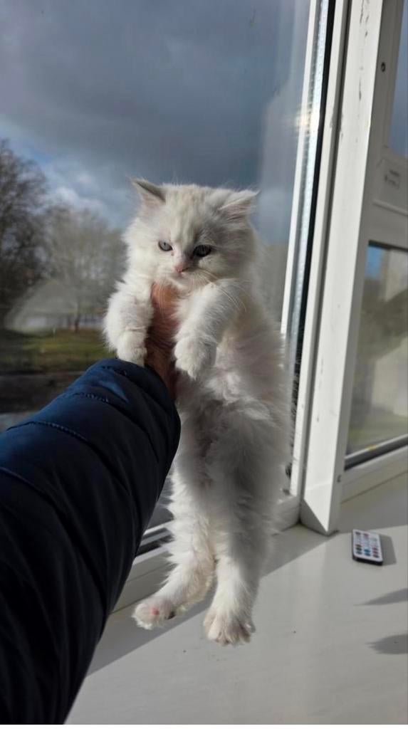Elegant British Longhair White Kitten, Dieren en Toebehoren, Kater, Met stamboom, 0 tot 2 jaar