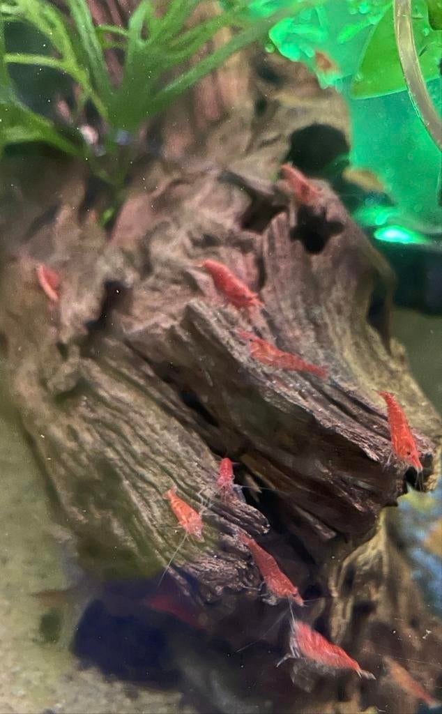 Vuurgarnalen garnalen, Kreeft, Krab of Garnaal