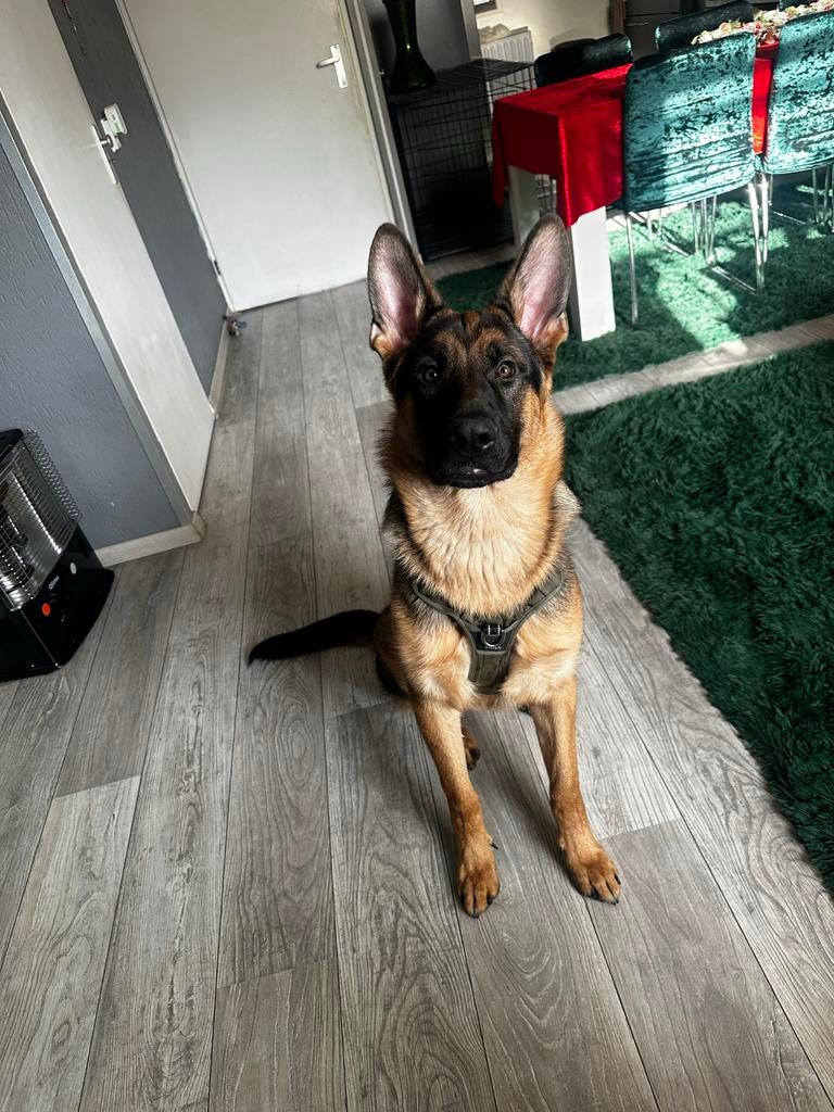 Duitse herder te koop, 15 weken tot 1 jaar, Parvo, Eén hond, Herder