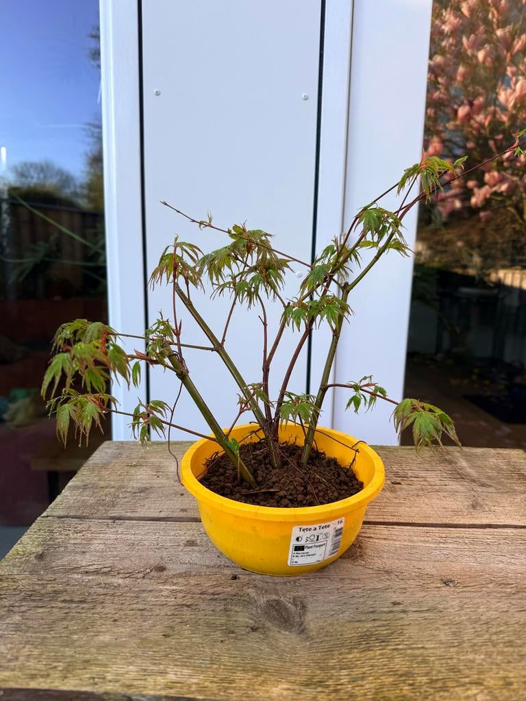 Acer Palmatum Arakawa 3 stam (pre bonsai), Vaste plant, Halfschaduw, Lente, Ophalen
