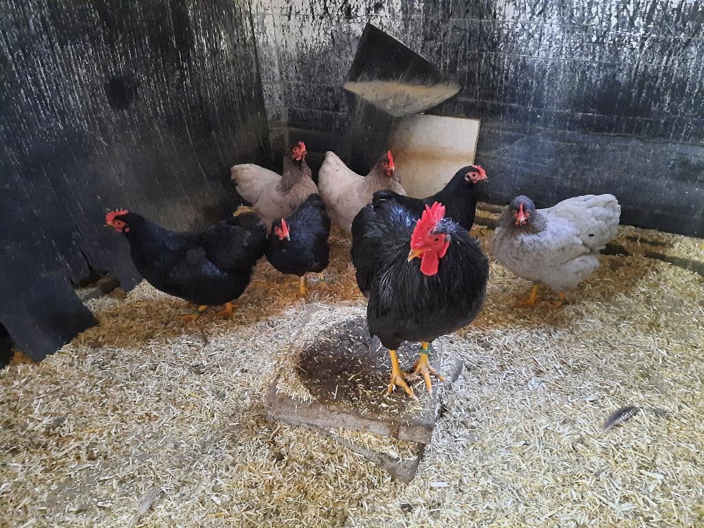 Jonge toom zwarte en blauwe Plymouth Rock krielen, Meerdere dieren, Kip