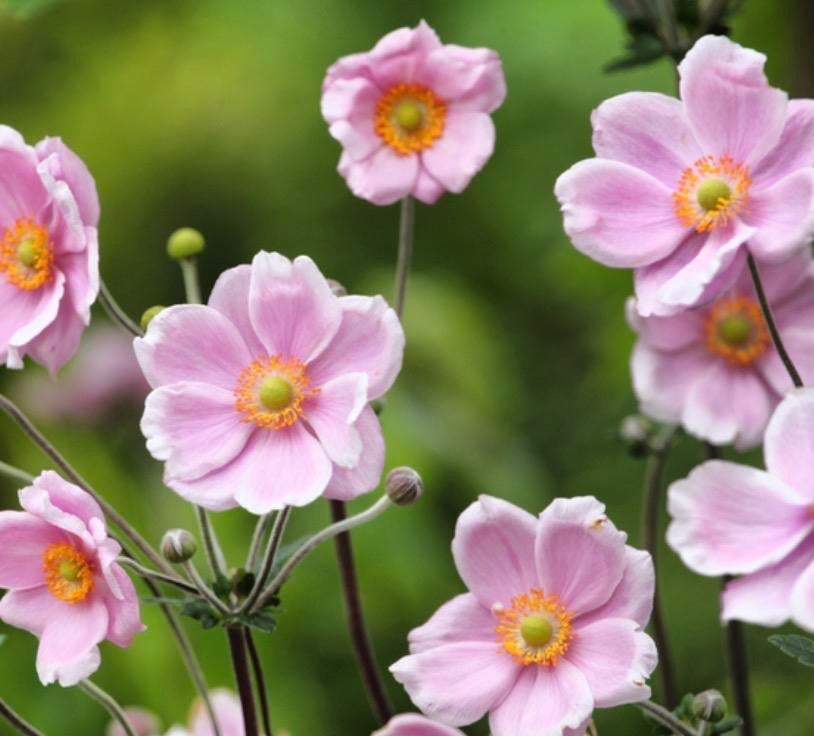 Roze Anemoon (Herfstanemoon) - Vaste plant, Vaste plant, Halfschaduw, Herfst, Ophalen