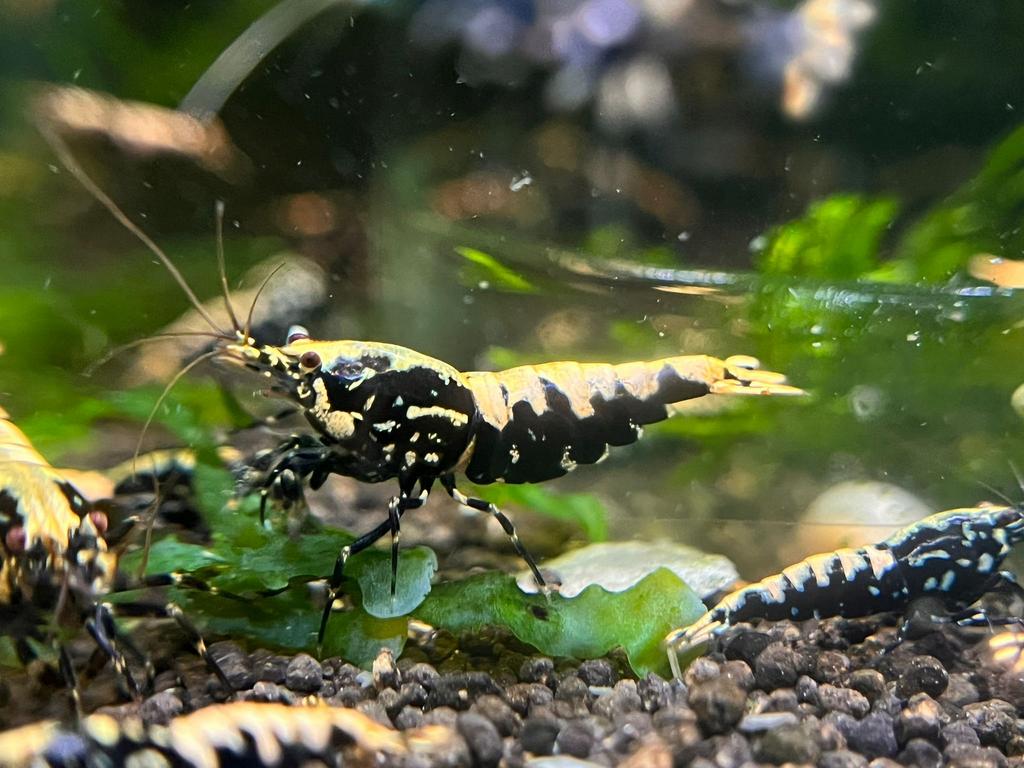 Galaxy Fishbone Snowflake black garnalen, hoge kwaliteit!, Kreeft, Krab of Garnaal