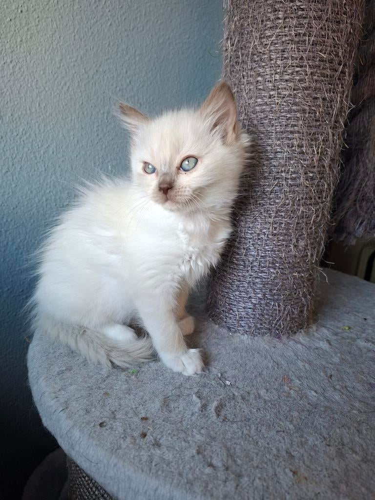 Ragdoll poesje chocolate mitted mink met stamboom, Poes, Met stamboom