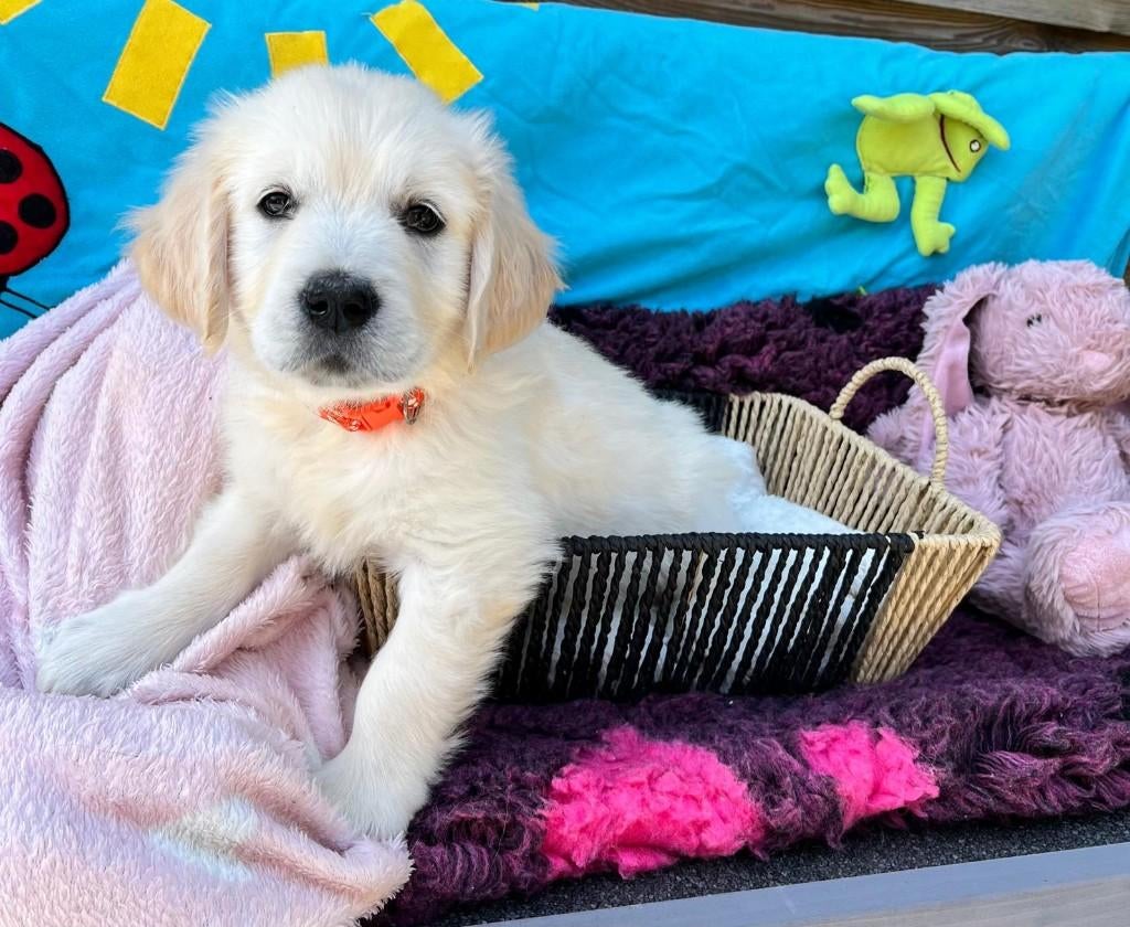 Golden Retriever pups 3 teefjes | vanaf 6 april beschikbaar, Golden retriever, 8 tot 15 weken, Parvo, Meerdere