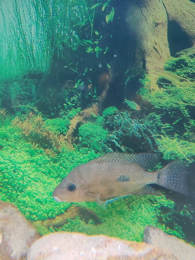 Midden Amerikaanse cichlide gribroheros rostratus, Vis