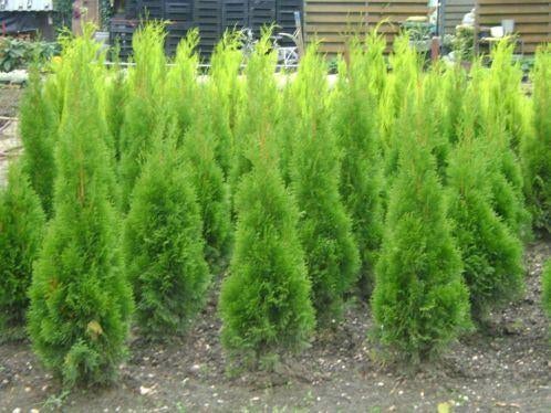coniferen smaragt  voor handels prijs, Ophalen of Verzenden, Conifeer, Haag, 100 tot 250 cm