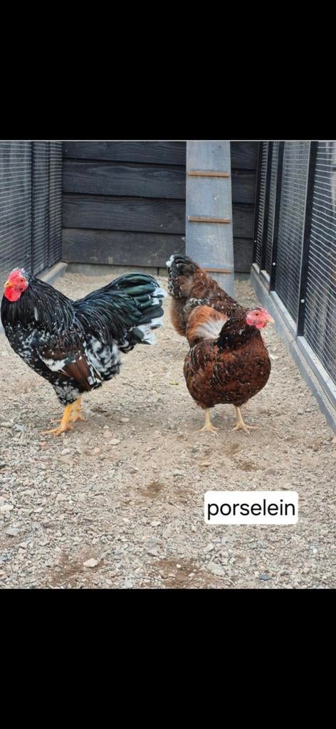 Wyandotte 5 hennen 1 haan, Dieren en Toebehoren, Pluimvee, Meerdere dieren, Kip