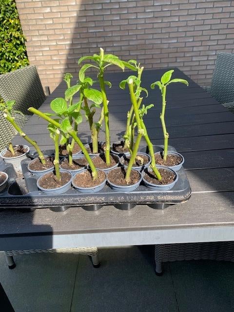 brugmansia trompetboom, Overige soorten, 100 tot 250 cm, Zomer, Ophalen