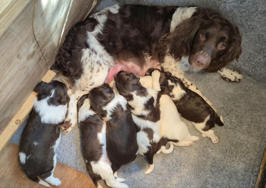 Mooie Engelse Springer Spaniel pups te koop., Dieren en Toebehoren, Honden | Retrievers, Spaniëls en Waterhonden, 8 tot 15 weken