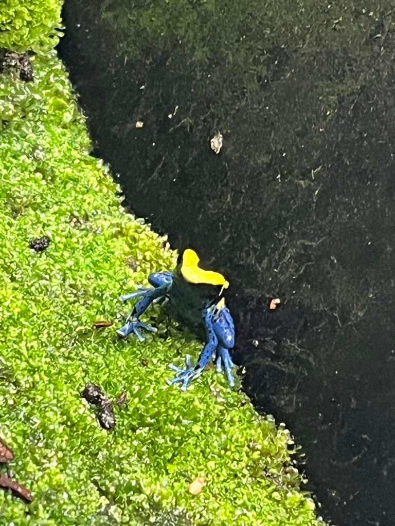 Tinctorius Cobalt, Dieren en Toebehoren, Reptielen en Amfibieën, Hagedis, 0 tot 2 jaar