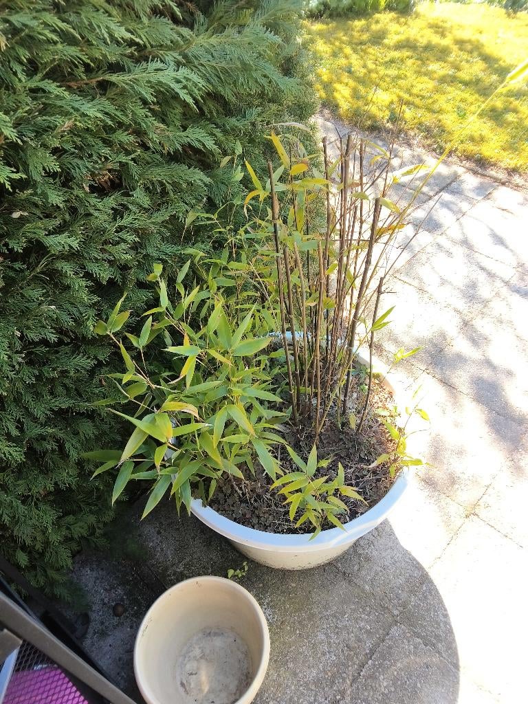 Bamboe plant, Tuin en Terras, Ophalen, Bloeit niet, Overige soorten, Halfschaduw