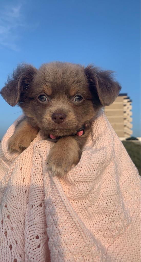 Oppas honden. vakantie opvang.Bij mij thuis, Ophalen of Verzenden