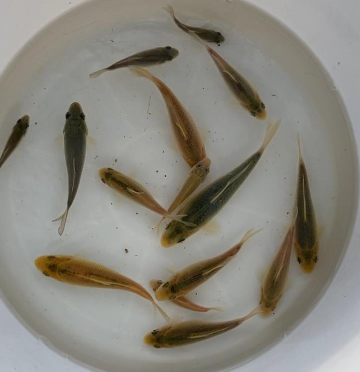 babykoi vanaf 1euro per cm, Karper of Koi