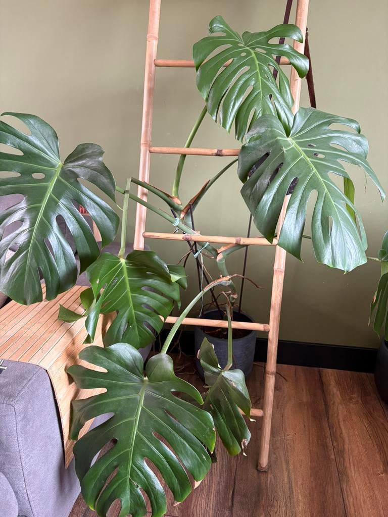 Gratis monstera, Ophalen, Halfschaduw, Minder dan 100 cm