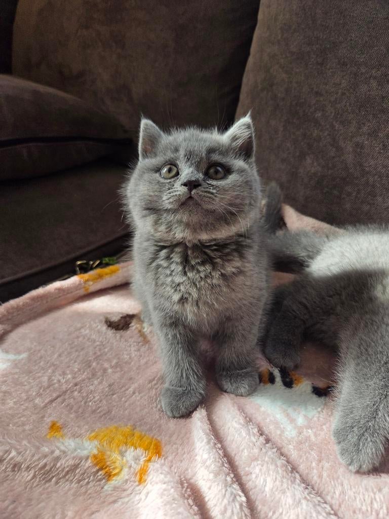 Nog 3 Prachtige Britse Korthaar Kittens Zoeken een Huisje!, Meerdere dieren, 0 tot 2 jaar