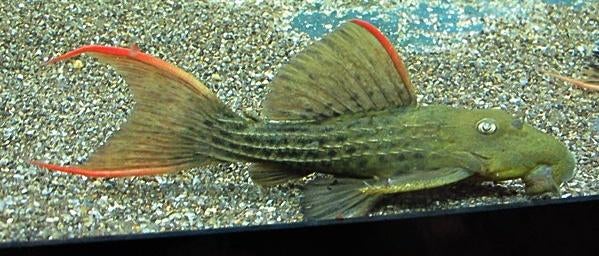 L-Nummers: L024 Pseudacanthicus pitanga, Dieren en Toebehoren, Vis, Zoetwatervis