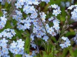 Myosotis palustris (Vergeet-me-nietje), Overige soorten, Vaste plant, Ophalen of Verzenden, Halfschaduw