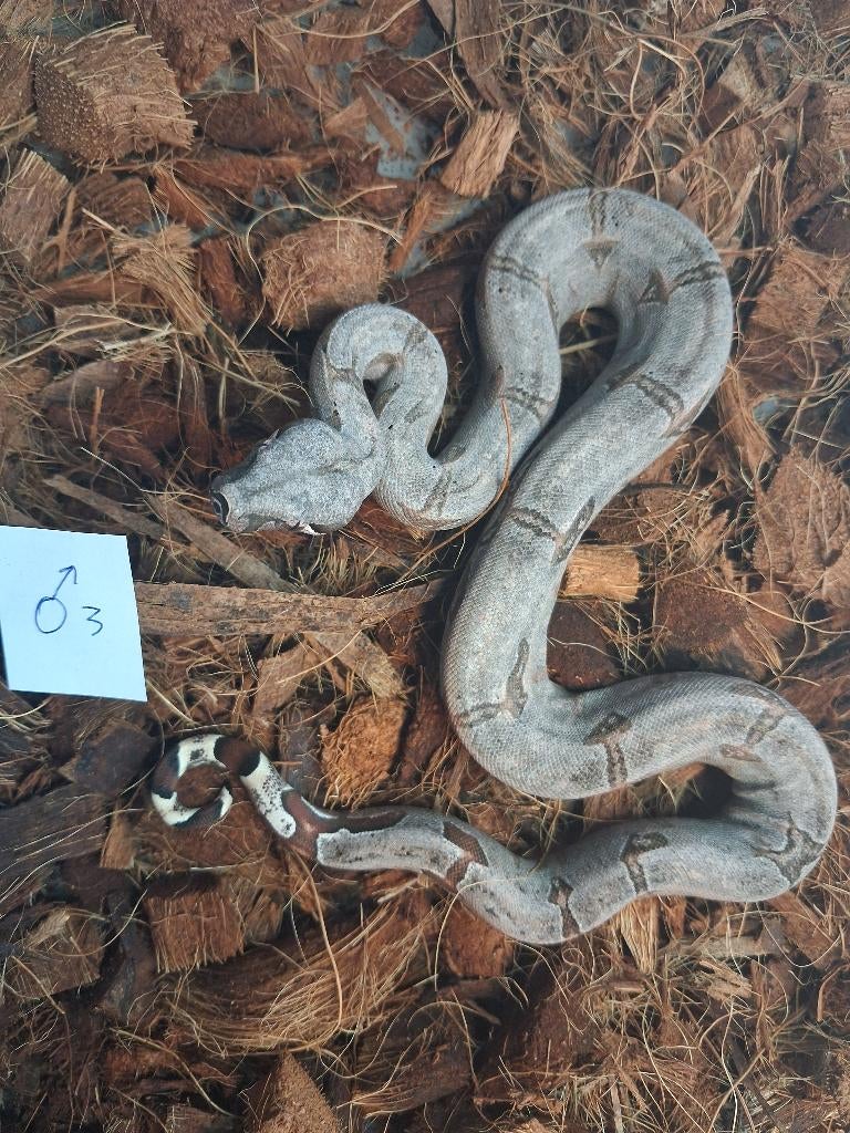 Boa Constrictor Amarali, Slang, Tam, 0 tot 2 jaar