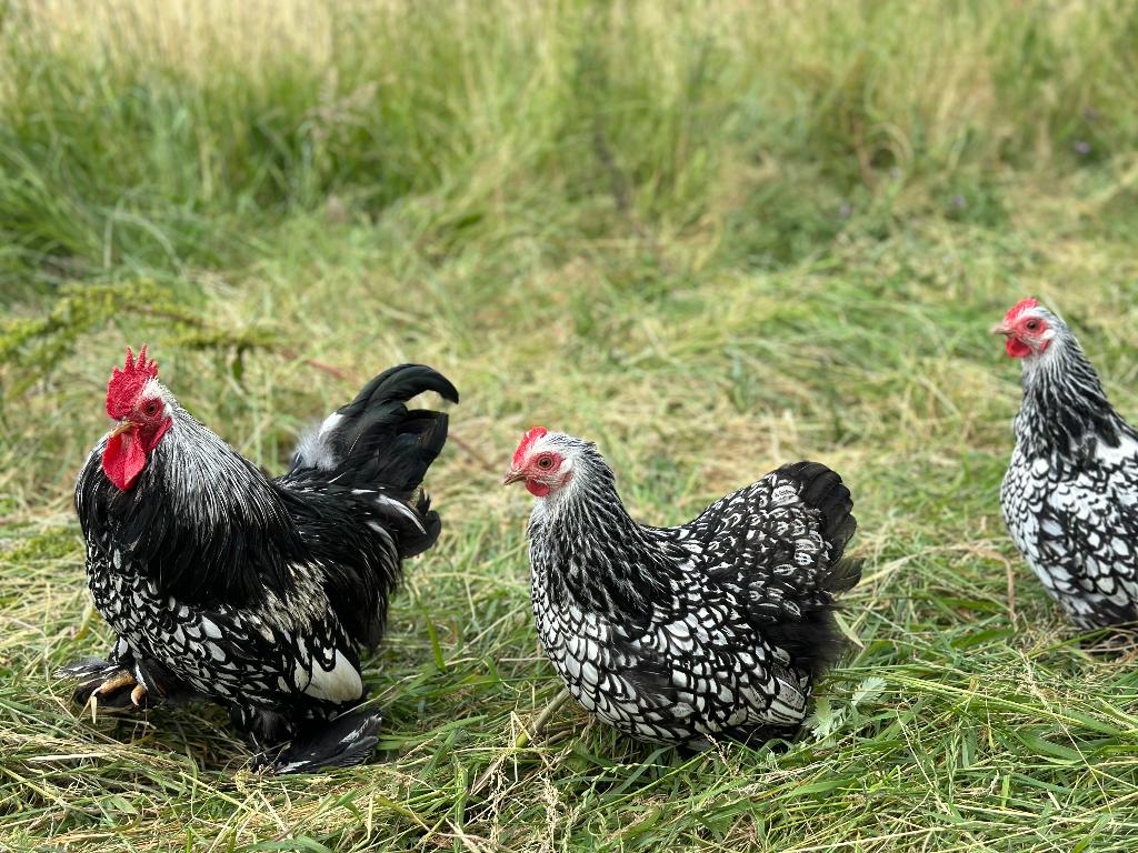 Jonge Cochin kriel zilver zwart gezoomd gesekst en ingeënt, Vrouwelijk, Kip