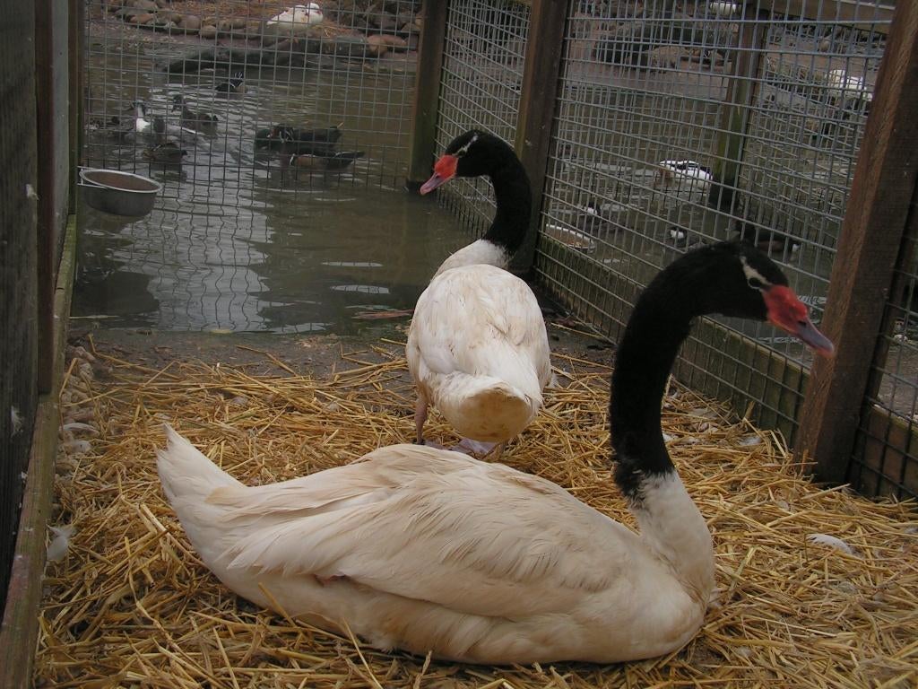 Zwarthals zwanen | Passend advies, Dieren en Toebehoren, Pluimvee, Gans of Zwaan, Meerdere dieren