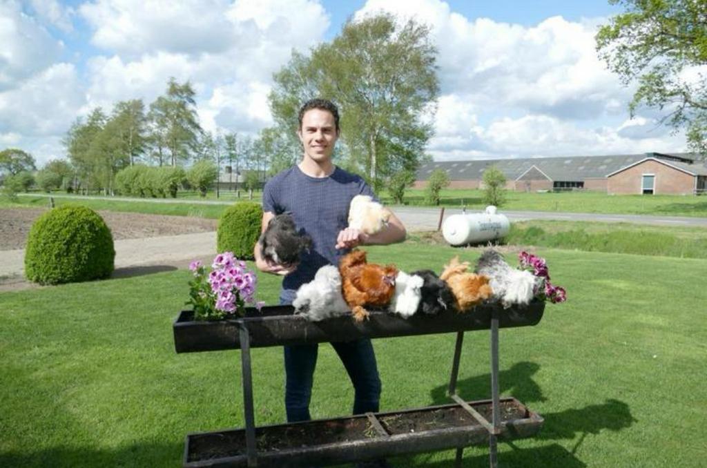 Prachtige Kriel Zijdehoenders Kuikens Ongebaard!, Dieren en Toebehoren, Pluimvee, Vrouwelijk, Kip