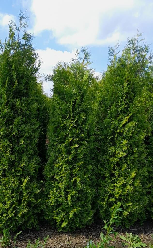 Thuja occ. Brabant | Coniferen | Haagplanten, Ophalen, Conifeer, Haag, 100 tot 250 cm