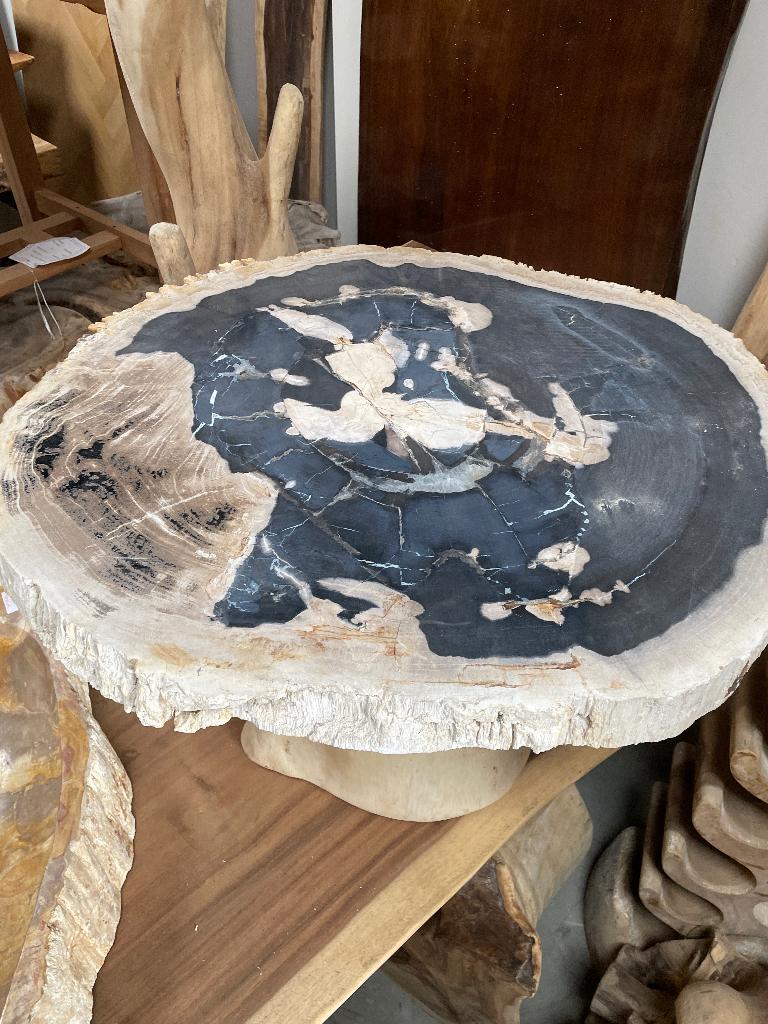 Fossiele schijven versteend hout petrified wood marmer onyx, Ophalen, Fossiel