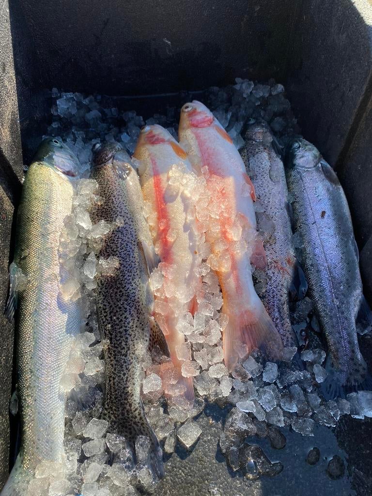 Verse en gerookte forel te koop, Diversen, Levensmiddelen, Ophalen