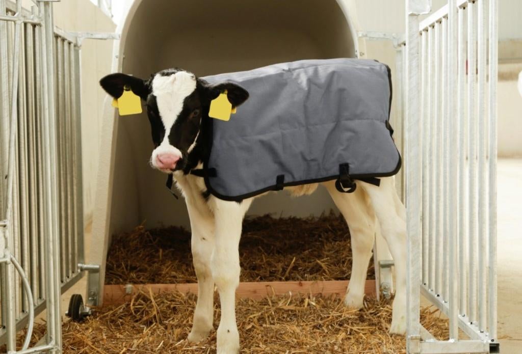 Kalverdekje bodywarmer 70 & 80cm, Dieren en Toebehoren, Overige Dieren-accessoires, Nieuw, Ophalen of Verzenden