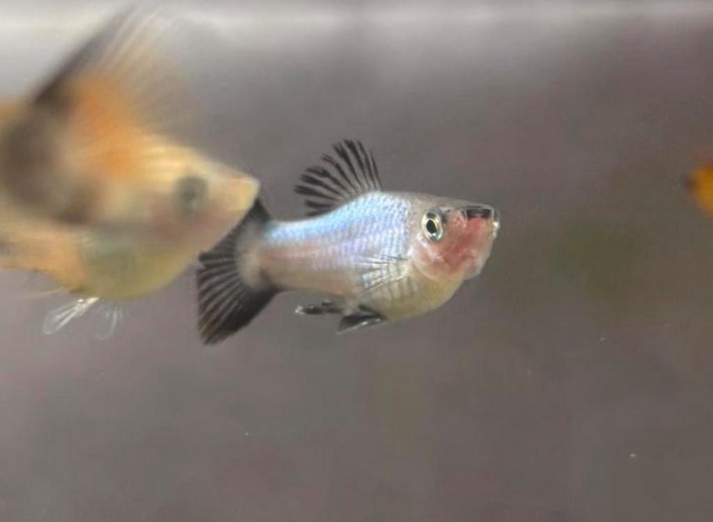 Gratis platys, Dieren en Toebehoren, Vis