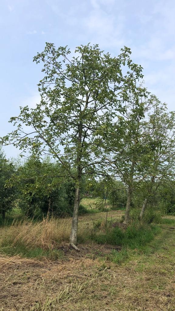 Volwassen walnoten grote notenbomen, ras Juglans Regia walno, Ophalen