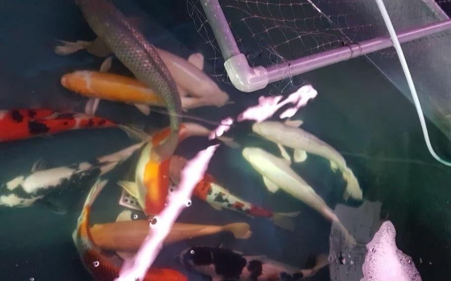 Import HQ Handpick koi - 40 /50 cm - Koidream Valburg, Karper of Koi