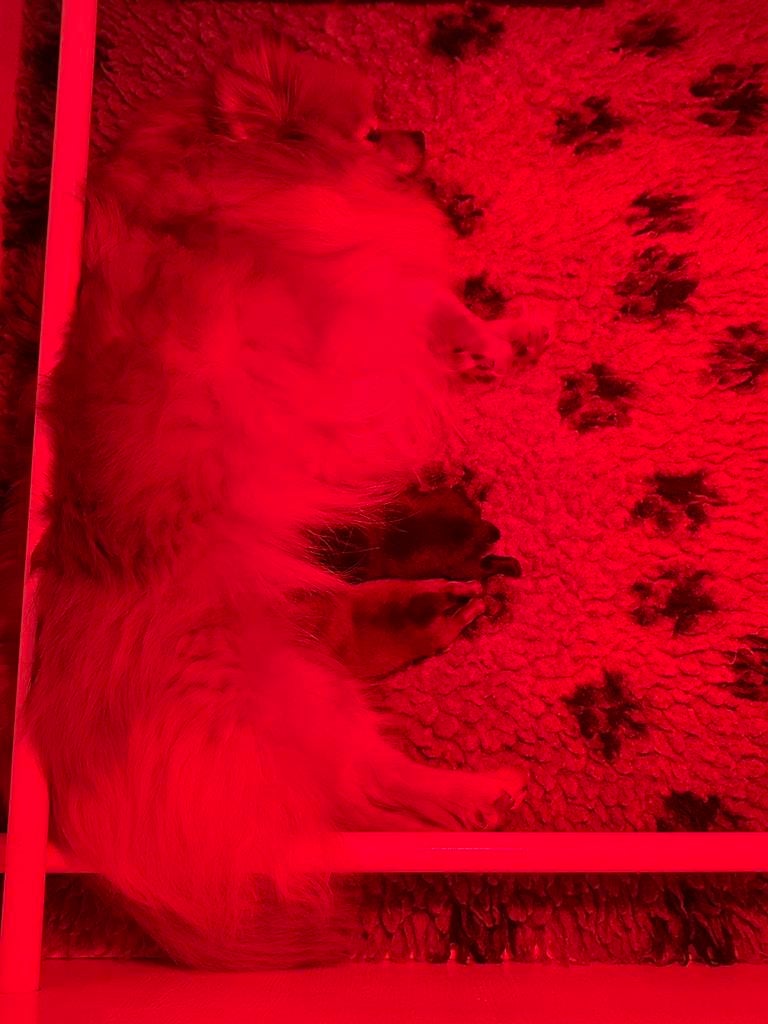 Pomriaan pups, Dieren en Toebehoren, Honden | Poolhonden, Keeshonden en Oertypen, Overige rassen, 8 tot 15 weken, Parvo, Meerdere