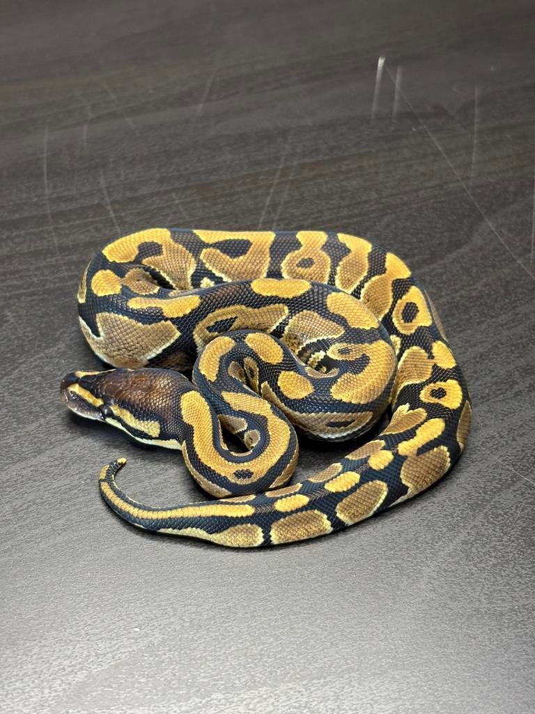 1.0 classic 100% th voi axanthic dg clown cb26 Ball Python - male for sale from Future_Royals