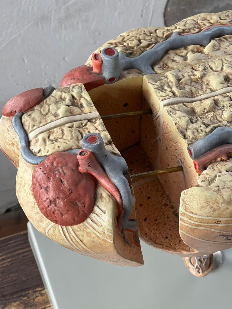Oud groot anatomisch model Somso, koe. Zeer zeldzaam, Antiek en Kunst, Ophalen