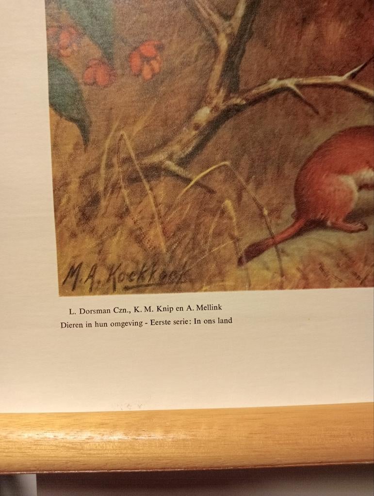 Vintage Schoolplaat 'In het duin' M.A. Koekkoek, Ophalen of Verzenden, Natuur en Biologie