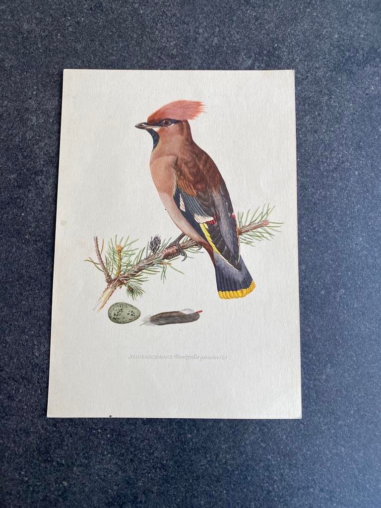 10 prenten zangvogels 16,5x24 cm samen 20 euro oa geelgors, Antiek en Kunst, Ophalen of Verzenden, Natuur en Biologie