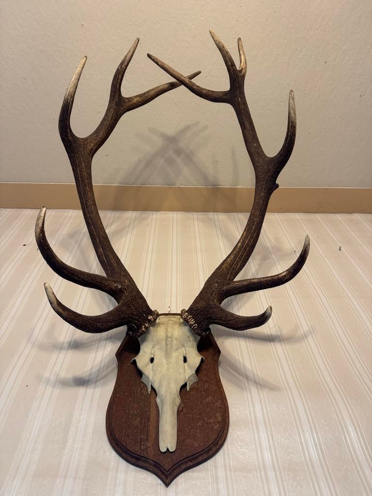 Groot gewei edelhert, Ophalen of Verzenden