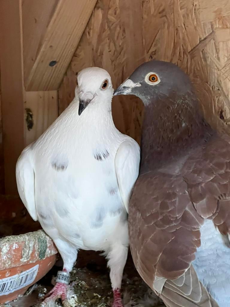 Postduiven kleur postduiven, Dieren en Toebehoren, Vogels | Duiven, Meerdere dieren, Postduif