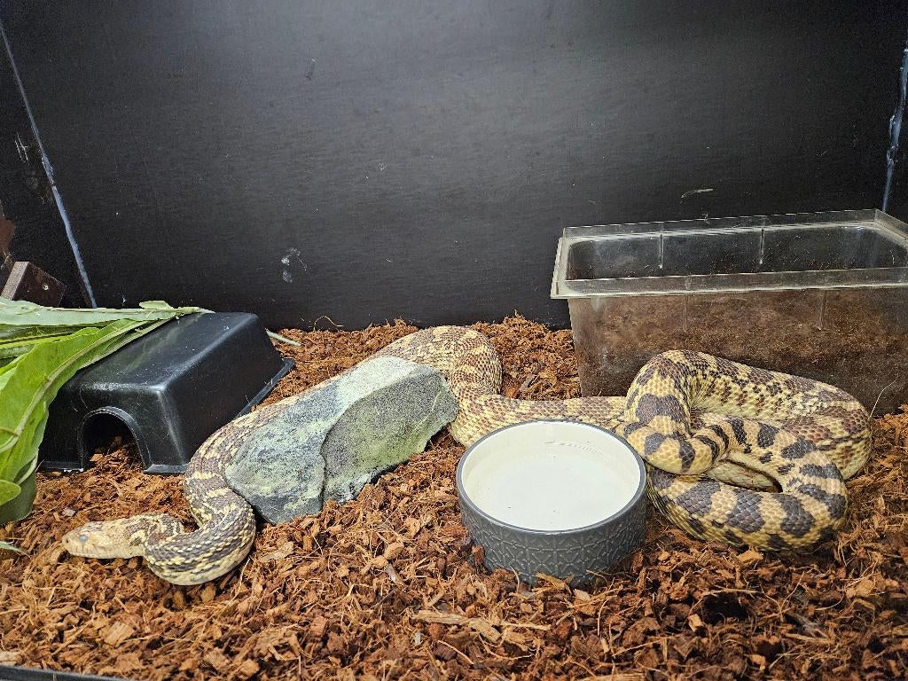 Pituophis catenifer sayi Stierslang, Slang, 3 tot 6 jaar