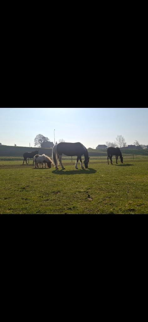 Paardenstalling, Dieren en Toebehoren, Stalling en Weidegang
