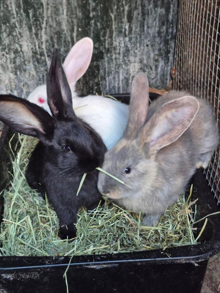 Mooi nestje duitse reusjes, Dieren en Toebehoren, Konijnen, Mannelijk, Groot