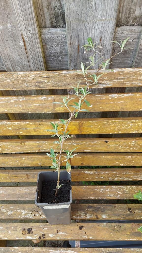 Paarse vlinderstruik, Tuin en Terras, Planten | Struiken en Hagen, Ophalen, Vlinderstruik, Minder dan 100 cm