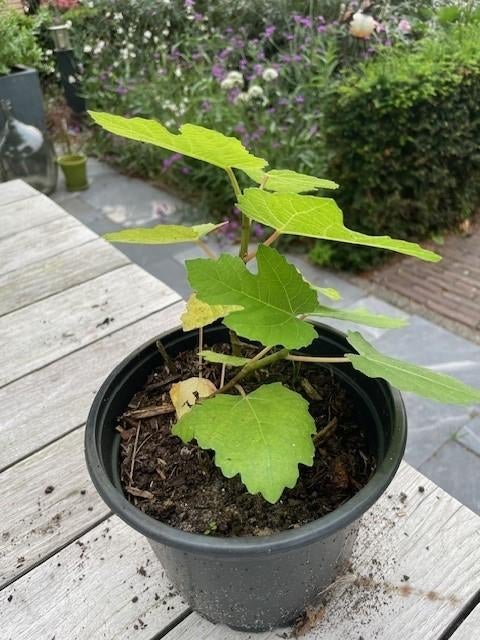 vijg, vijgen boom, vijgenplant, vijgenstruik, Minder dan 100 cm, Volle zon, In pot, Ophalen of Verzenden