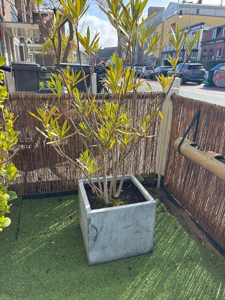 Grote vierkante bloembak van beton/steen, Ophalen, Gebruikt, Vierkant, Binnen